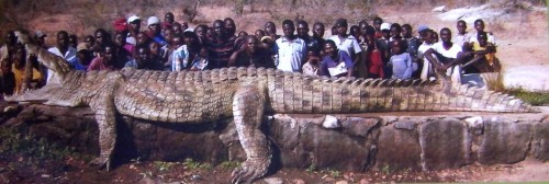 Ponas Gustave, Nilo krokodilas, kuris 6 metrų ilgio ir ėda žmones