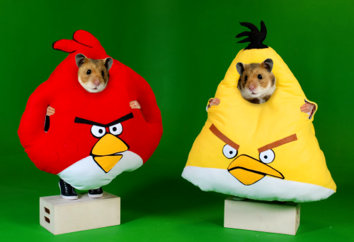 Rokiškis Rabinovičius šauna Angry Birds