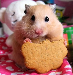 Žiurkėnas valgo sausainį