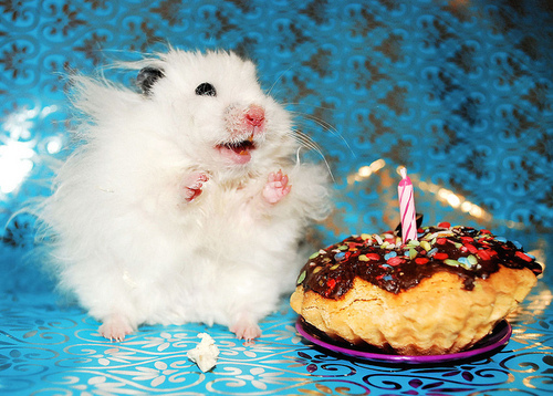 Žiurkėnas Rokiškis su tortu švenčia gimtadienį