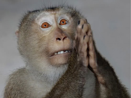 Kartais reikia pamąstyti, ponai ir ponios. Štai ši beždžionė meldžiasi man, nes daviau jai proto ir ji dėl to gavo bananų.